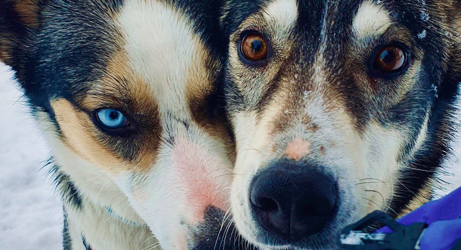 Zweden Winter Nieuw 20 Zweden Winter Nieuw 20